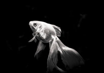 Fantail Goldfish 