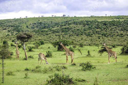 Fotografie, Obraz Herd of Giraffes Grazing at the Base of a Hill in the African Savannah of the Ma