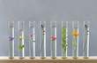 Flowers and plants in test tubes on wooden support in grey background. The concept of biological research