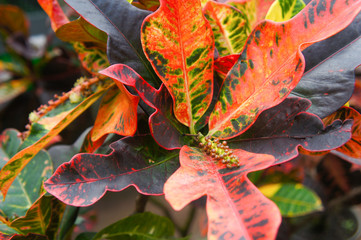 Wall Mural - Codiaeum variegatum or garden croton multicolored red, purple, yellow and green foliage 