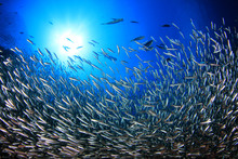 Sardines Fish Underwater 