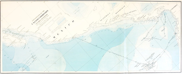 Illustration of the anatomy of the jellyfish
