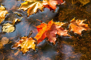 maple leaf in water, floating autumn maple leaf. colorful leaves in puddle. selective focus. sunny a