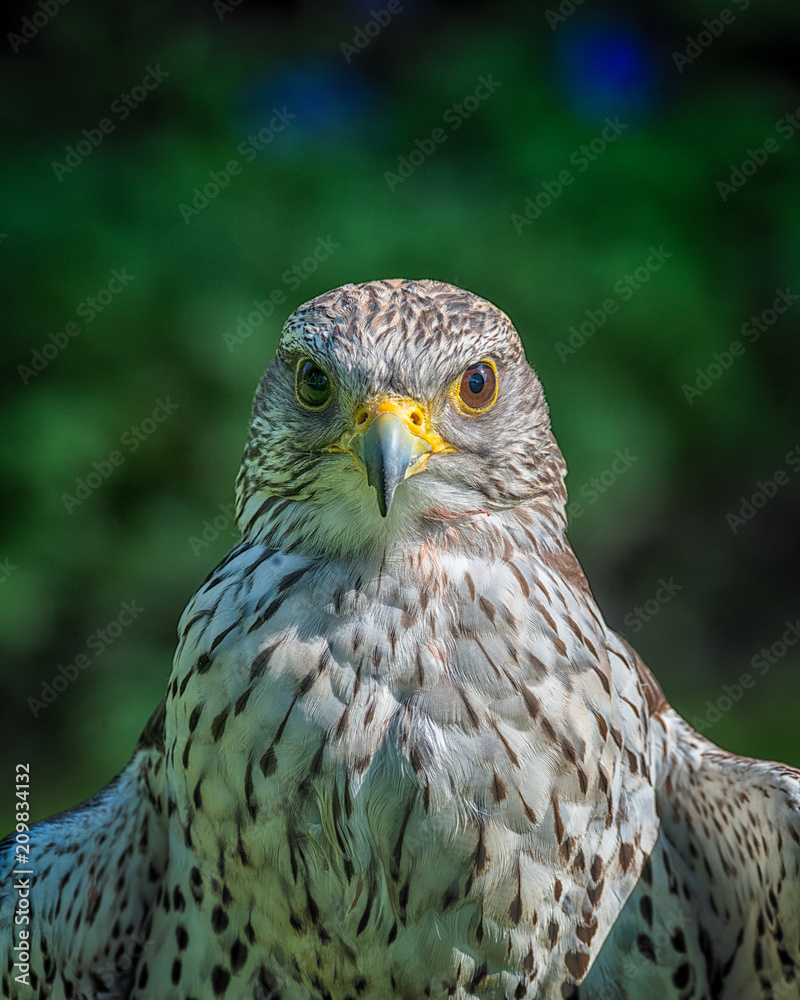 Gyrfalcons (Falco rusticolus) are the largest falcon species. They are ...