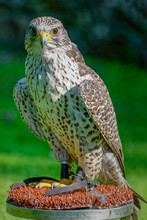 Gyrfalcons (Falco Rusticolus) Are The Largest Falcon Species. They Are Living In Arctic Regions Of The Northern Hemisphere. In The Medieval Era, The Gyrfalcon Was Owned Only By Kings And Emperors.