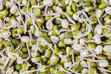 Bean Sprouts Background. Food Concept