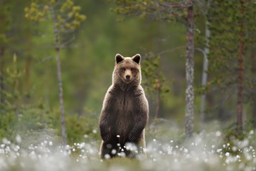 brown bear standing in a swamp taiga forest in a background