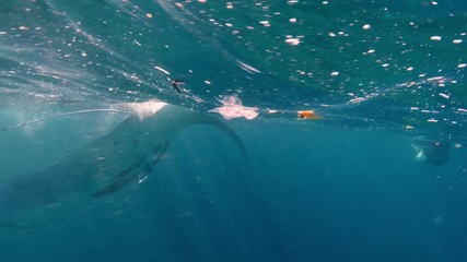 Wall Mural - underwater shot of big marine animal manta swimming among plastic trash in ocean water