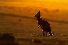 Macropus Giganteus - Eastern Grey Kangaroo