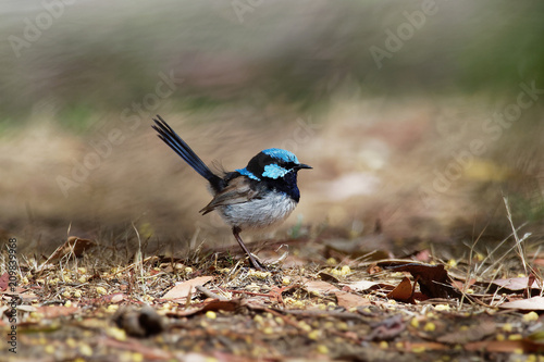 Fotomural Superb Fairywren - Malurus cyaneus - passerine bird in the Australasian wren family, Maluridae, and is common and familiar across south-eastern Australia