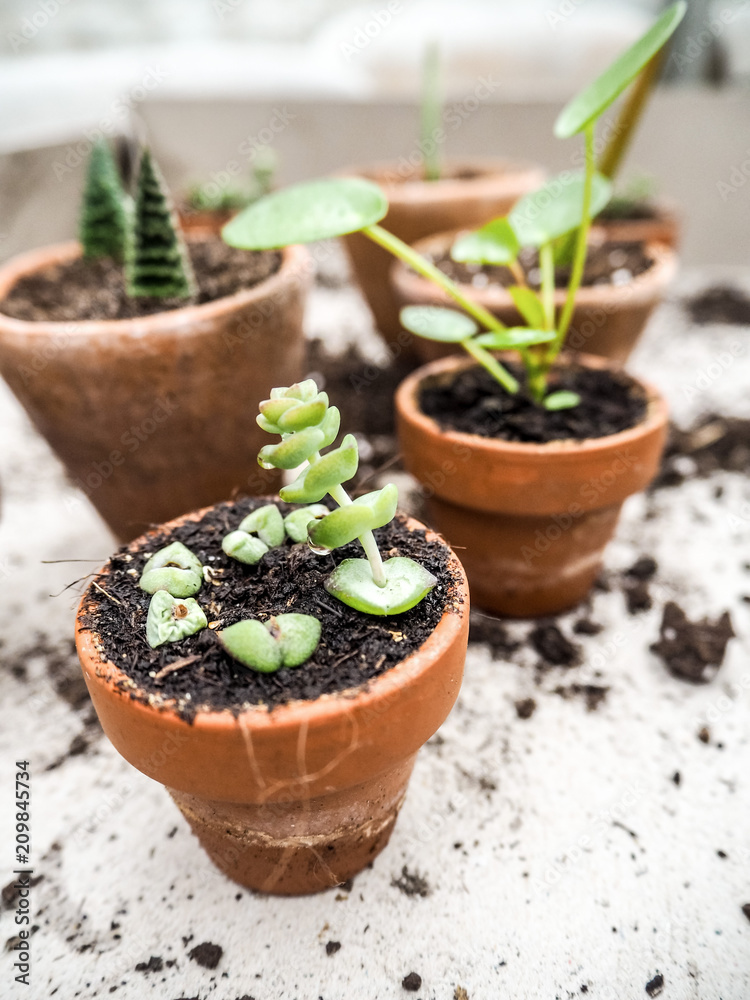 Propagating a crassula marnieriana succulent or jade necklace plant from  cuttings in a small terracotta pot Stock Photo | Adobe Stock