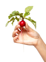 Canvas Print - Red radish with leaves in hand on a white background