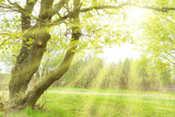 Fototapeta Desenie - Green park with sun, oak trees and grass on sunny lawn