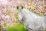 Fototapeta Konie - White horse portrait in spring pink blossom tree