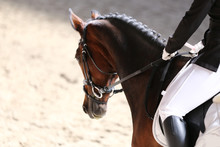 Portrait Close Up Of Dressage Sport Horse With Unknown Rider