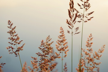 Wall Mural - high grass through the sun on the lake at dawn.
