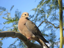 Mourning Dove (Zenaida Macroura) In A Palo Verde Tree In Arizona With Blue Sky In The Background 