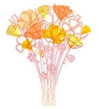 Vector Bouquet With Outline Orange California Poppy Flower Or California Sunlight Or Eschscholzia, Leaf And Bud Isolated On White Background. Ornate Contour Orange Poppies For Enjoy Summer Design.