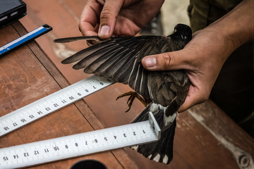 ornithology, the study of birds.