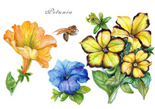 A Set Of 4 Elements Of A Yellow And Blue Petunia Flower And A Bee. Watercolor Botanical Illustrations. Isolated On White Background.