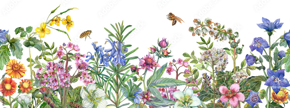 Seamless rim. Border with medicinal herbs, flowering wildflowers, leaves and bees. Botanical Illustration on white background. Watercolor drawing. - obrazy, fototapety, plakaty 