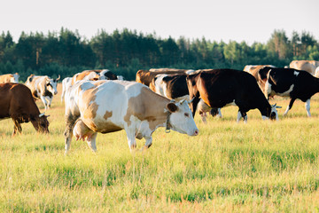 A herd of cows grazing in the meadow.