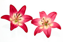 Close Up Of Red Lily Flower On White Background 