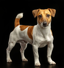 Wall Mural - Jack Russell Terrier Dog on Isolated Black Background in studio