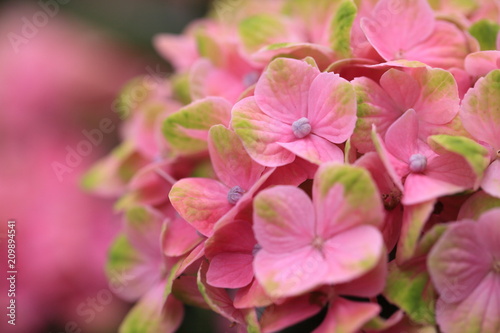ピンクと緑が混ざった紫陽花の花びら Stock Photo Adobe Stock