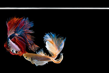 Two Halfmoon betta beautiful fish. capture the moving moment beautiful of siam betta fish in thailand on black background. Rhythmic of Betta fish, siamese, fighting fish, betta splendens.