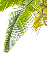 Wall Mural - Leaves of palm tree