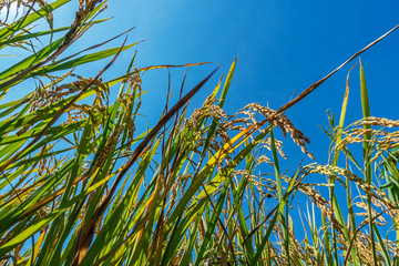 Rice field and blue sky cloud landscape background in morning