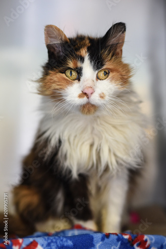 Long Haired Calico Cat Buy This Stock Photo And Explore Similar