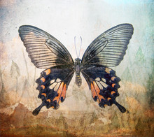 A Grunge Butterfly Wallpaper Texture