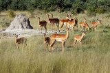 Fototapeta Sawanna - The impala (Aepyceros melampus) . Herd of antelope close to the termite.