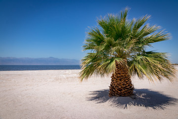 palm tree on beach