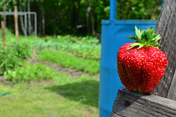 A large ripe strawberry berry on the background of the garden.