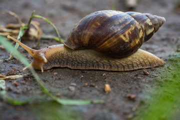 Snail