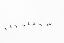 A Flock Of Pelicans Flying With White Sky Background 