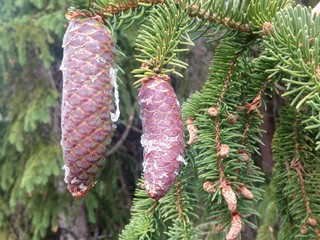 Pine Cones