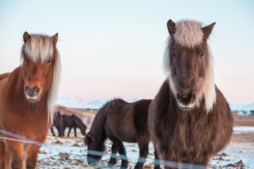 iceland