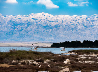 Two seagulls with mountain range Velebit in the background (Larus argentatus)