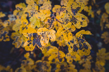 Autumn Yellow Leafs Close Up With Dark Background