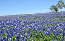 Beautiful Field Of Texas Bluebonnets In The Spring 