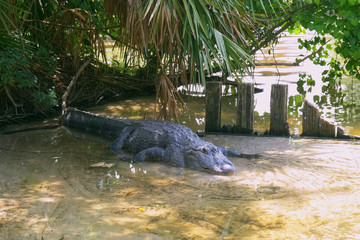 Wall Mural - American alligator is getting out from the water. Alligator is a large crocodile in the water. American Alligator - Alligator mississippiensis.