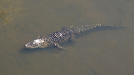 Wall Mural - Alligator is a large crocodile in the water. Single crocodile floating in water. American Alligator - Alligator mississippiensis. Alligators in a swamp in Florida.