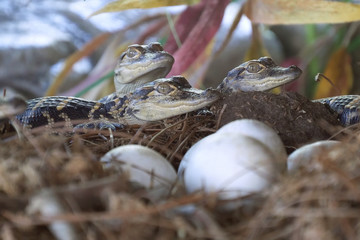 Wall Mural - Alligator hatchlings emerge. Newborn alligator near the egg laying in the nest. Little baby crocodiles are hatching from eggs. Baby alligator just hatched from egg.