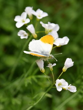 The Orange Tip Butterfly Anthocaris Cardamines Male On Cuckooflower
