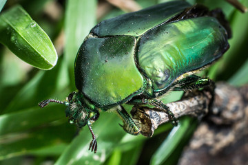 green figeater beetle, scarab in the home garden