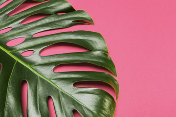 Sticker - Fashion background with Monstera leaf